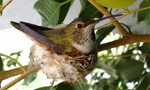 Learn More & Get Involved
· Bella Hummingbird
Little Bella the hummingbird has been nesting in the branches of a ficus tree in La Verne, California since at least 2005. Diligently raising up to four to five broods every year, in a nest the about size of half a golf ball. Each of her precious eggs are slightly bigger than a Tic Tac. After about two and a half weeks, the eggs hatch and the tiny little chicks will begin exploring the world. Bella protects her babies and feeds them a diet of insects and nectar. The babies fledge 21-25 days from hatch and are ready to discover the joys of flight. Join our loyal community of viewers in watching this patient mother throughout her breeding season.
