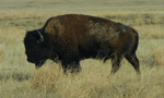 Bison are the largest indigenous land mammal on the North American continent. Considered a keystone species, these wooly herbivores helped shaped the ecology of the Great Plains today. At least 80% of Canada's native prairie has been lost, yet at Grasslands National Park there is a flourishing herd of plains bison that freely roam their native prairie. 

Three web cams have been installed in the West Block of Grasslands National Park near the watering hole and Ecotour Black Tailed Prairie Dog Colony.  These cameras will provide insight into the daily life of the plains bison, the black-tailed prairie dogs and other predatory animals. A prescribed burn was completed in April to help with the greening process of the prairie grasses to attract bison to the watering hole area.

Grasslands National Park is home to a unique blend of prairie-adapted common and endangered species from the Pronghorn Antelope, Sage Grouse, Burrowing Owl, and Ferruginous Hawk to the Prairie Rattlesnake and Greater Short-horned Lizard. Grasslands and the area immediately around the park are the only places in Canada where Black-tailed Prairie Dogs and Black-footed Ferrets exist in their native habitat.

Parks Canada's Mandate:

On behalf of the people of Canada, we protect and present nationally significant examples of Canada's natural and cultural heritage and foster public understanding, appreciation and enjoyment in ways that ensure their ecological and commemorative integrity for present and future generations.

Parks Canada works to ensure Canada’s historic and natural heritage is protected and, through a network of 44 national parks, 167 national historic sites, and four national marine conservation areas, invites Canadians and people around the world to engage in personal moments of inspiring discovery at our treasured natural and historic places.
