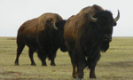Bison are the largest indigenous land mammal on the North American continent. Considered a keystone species, these wooly herbivores helped shaped the ecology of the Great Plains today. At least 80% of Canada's native prairie has been lost, yet at Grasslands National Park there is a flourishing herd of plains bison that freely roam their native prairie.
Three web cams have been installed in the West Block of Grasslands National Park near the watering hole and Ecotour Black Tailed Prairie Dog Colony.  These cameras will provide insight into the daily life of the plains bison, the black-tailed prairie dogs and other predatory animals. A prescribed burn was completed in April to help with the greening process of the prairie grasses to attract bison to the watering hole area.

Grasslands National Park is home to a unique blend of prairie-adapted common and endangered species from the Pronghorn Antelope, Sage Grouse, Burrowing Owl, and Ferruginous Hawk to the Prairie Rattlesnake and Greater Short-horned Lizard. Grasslands and the area immediately around the park are the only places in Canada where Black-tailed Prairie Dogs and Black-footed Ferrets exist in their native habitat.

Parks Canada's Mandate:

On behalf of the people of Canada, we protect and present nationally significant examples of Canada's natural and cultural heritage and foster public understanding, appreciation and enjoyment in ways that ensure their ecological and commemorative integrity for present and future generations.

Parks Canada works to ensure Canada’s historic and natural heritage is protected and, through a network of 44 national parks, 167 national historic sites, and four national marine conservation areas, invites Canadians and people around the world to engage in personal moments of inspiring discovery at our treasured natural and historic places.
