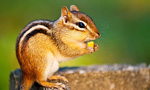 live cams player chipmunk mountain live cams player chipmunk mountain