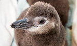 Related Links
· Aquarium of the Pacific

Two Magellanic Penguin chicks hatched at the Aquarium in late May. Parents Kate and Avery and Patsy and Robbie, residents of the Aquarium’s June Keyes Penguin Habitat, cared for the baby penguins until they were ready to go to their behind-the-scenes nursery to learn to take whole fish from keepers for feedings and to swim in shallow pools. The Aquarium is home to more than a dozen Magellanic Penguins, which are native to the coasts of Chile and Argentina in South America.

It takes between thirty-eight and forty-three days of incubation before a Magellanic Penguin egg will hatch. The chicks hatch with their eyes closed, and they are able to open their eyes about a week later. Magellanic Penguin parents take turns incubating the eggs on the nest and feeding and raising the chicks after they hatch. The chicks fledge, or replace their downy newborn feathers with water-tight adult feathers, after about 90 days.
