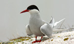 tern