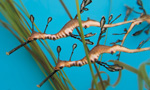 Related Links
· Aquarium of the Pacific

Weedy seadragons are found only in Australian coastal waters where they are most commonly found in a thin strip of shallow water along the coastline. Although they appear to be seaweed when drifting in the water column almost motionless, weedy seadragons are actually bony fish. They are related to seahorses, pipefish, and seamoths.