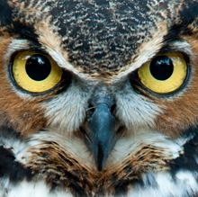 EXP_great-horned-owl_220px.jpg