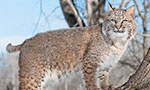 Big Cat Rescue works to give bobcats a second chance at living free after being injured or orphaned. Here they will regain the muscle strength needed to hunt, climb and run. When the bobcats are ready they are released back to the wild. You can see some of those release videos here.

Big Cat Rescue, one of the world’s largest accredited sanctuaries for exotic cats, advocates for ending the abuse of captive big cats and saving wild cats from extinction. This refuge is home to over 80 lions, tigers, bobcats, cougars, and other species who have been abandoned, abused, orphaned, or retired from performing acts. Our new series of live cams brings us into their world as they live, play, and heal through rehabilitation.