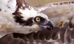 The favorite nesting spot of ospreys Rachel and Steve, Hog Island has a new live cam! In view of our first Audubon Osprey Cam the Boat House Cam will put us into the nest of a new osprey family.

Hog Island's ospreys spend the winter apart, but when spring comes again the couples reunite and start up where they left off, mating, laying a clutch of 2-3 eggs and raising their chicks to fledge.

Their bonding will lead to upwards of 160 mating attempts through these next few weeks that will eventually produce a clutch of two to four eggs. The eggs will hatch after an incubation period of 35-42 days and both parents will feed themselves and their chicks a fish-only diet. During incubation and chick rearing, the eggs and chicks are under nearly-constant parental watch to keep them safe from predators. About fifty days after hatching, the young begin exercising their wings to take their first practice flights from the nest. In early September, the young will begin their solo journey from Maine, heading south along the Atlantic Flyway, passing through the Caribbean to winter in South America.