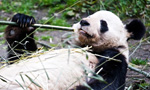 Best Viewing Hours4:00pm - 12:00am PT / 8:00am - 4:00pm CT 
Learn More & Get Involved
· Wolong National Nature Reserve 
· Volunteer Opportunities 
· Key Facts
Welcome to the Gengda Wolong Panda Center! The center is located in the Gengda Xingfu Valley, the heart of the Wolong Nature Reserve and home to wild Giant Pandas. Its mountains serve as a beautiful backdrop for the reserve.

You’re watching panda toddlers in the Happiness Village yard, named in honor of Xingfucun, one of many villages devastated in a 2008 earthquake. The Center’s years of preparation ensure that every new habitat in the reserve provides a healthy, natural environment for the pandas. Reforestation and bamboo planting have been successful and will continue in the future.

Our partners at Pandas International will stop by to answer questions, so please post them in the comments section.
