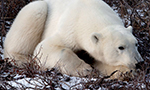 Best Viewing Hours7:30am - 4:30pm CT

Learn More & Get Involved
· Wapusk National Park of Canada (English)
· Parc national du Canada Wapusk (French)
· Polar Bears International
· See Polar Bears in the Wild

This camera is located at Cape Churchill, within Wapusk National Park
(NP) in northern Manitoba.

In Wapusk NP,  Parks Canada protects one of the world's largest concentrations of polar bear maternity dens (where female bears give birth).

Polar bears congregate in October and November at Cape Churchill, along the Hudson Bay coast, waiting for the sea ice to form. The bears depend
on the sea ice as a platform from which to hunt ringed seals, their main food source.