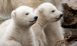Best Viewing Hours11:00am - 6:00pm CST
Learn More & Get Involved
· My Planet, My Part
· Educational Materials 
· Adopt a Polar Bear 
· How to Help
Two polar bear cubs romp and play in their tundra exhibit at the Ouwehand Zoo in Rhenen, Netherlands, watched by their attentive mother Freedom. These adorable twins were born in November 2014; the boy named Akiak, Inuit for Brave, and the girl Sura, which means New Life. The little polar bear ambassadors help inspire people to reduce their carbon footprint.

The Ouwehand Zoo is part of the Polar Bears International (PBI) network of Arctic Ambassador Centers, which provide leadership for greenhouse gas reductions in their communities.