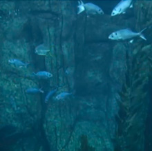 This 142,000-gallon, three-story high exhibit stands at the end of the Aquarium’s Great Hall of the Pacific and features ocean inhabitants found off the coast of Catalina Island. 