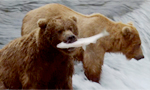 Learn More & Get Involved
· Katmai National Park and Preserve
Exclusive LIVE footage from Alaska's Brooks River in Katmai National Park. Every year over a hundred Brown Bears descend on a mile long stretch of Brooks River to feast on the largest Sockeye Salmon run in the world.