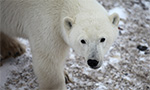 Best Viewing Hours7:30am - 4:30pm CT
Learn More & Get Involved

· Polar Bears International
· Save Our Sea Ice 
· Adopt a Polar Bear 
· See Polar Bears in the Wild

Join us on a virtual trip on a Tundra Buggy to see the polar bear migration near Churchill, Manitoba with Polar Bears International and Frontiers North Adventures.

Every Fall, Churchill’s polar bears gather along the shores of Hudson Bay to wait for the ice to form so they can return to their seal-hunting grounds. During that time, they’re in a state known as walking hibernation. But freeze-ups are coming later each year—and melt-offs sooner—straining the limits of their fat reserves. That’s why this population is considered the most endangered. It’s up to us to take action to help them.