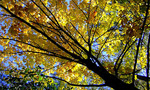 The foliage cam rests on a Fraxinus Americana (White Ash) tree, which is known for its strength and large size. Once the sunny summer months have ended, the bright green leaves on the white ash tree start to change color. The green leaves turn a subtle yellow during the early fall, when the weather starts to cool down, and eventually the yellow is bold, noticeable and solid. Later in the fall, the white ash trees leaves will change from bold yellow to a bright red. This change takes place over a few weeks depending on weather. After the leaves have turned bright red, they darken over time into a purple. At this point in the fall, the full variety of colors can be seen on the tree. Purple is the darkest and last color the white ash's leaves turn before they fall to the ground. 

From the foliage cam you can also see an Acer Rubrum, also know as a red maple tree (when looking at the cam, it is the tree with the smaller leaves). The red maple tree is one of the most common and widespread deciduous trees of eastern North America. The red maple is predominately used as a landscaping tree, but it also provides resources for furniture and syrup. The tree is best known for its brilliant deep scarlet foliage in the autumn. In the fall, red maple tree leaves begin their color change with orange and yellow pigments. Later in the fall the leaves turn bright red. The leaves will fall off completely in the winter and the tree's twigs are glossy-red in the spring. The red maple also produces red flowers and fruit.