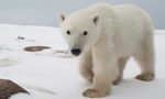 Best Viewing Hours7:30am - 4:30pm CT

Learn More & Get Involved
· Wapusk National Park of Canada (English)
· Parc national du Canada Wapusk (French)
· Polar Bears International
· See Polar Bears in the Wild

This camera is located at Cape Churchill, within Wapusk National Park
(NP) in northern Manitoba.

In Wapusk NP,  Parks Canada protects one of the world's largest concentrations of polar bear maternity dens (where female bears give birth).

Polar bears congregate in October and November at Cape Churchill, along the Hudson Bay coast, waiting for the sea ice to form. The bears depend
on the sea ice as a platform from which to hunt ringed seals, their main food source.