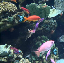 The warm, 80-degree waters of Micronesia contain an astounding 2,100 islands. Considered by many to be among the most beautiful in the world, Palau’s waters contain an incredible diversity of coral, fish, and other colorful marine life. This LiveCam represents the beautiful marine life you would find off the coast of Palau.