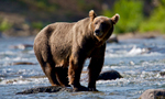 Learn More & Get Involved
· Katmai National Park and Preserve
The Riffles Cam, located in Katmai National Park and Brooks Camp, Alaska is 100 yards downstream from Brooks Falls. The Riffles area is known for the antics of sub-adults and mothers and cubs. Also a great place to watch spawning salmon in September.