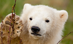 Best Viewing Hours8:00 am -10:00 am ET (2-4 pm CET)
Take Action with Polar Bears International
· My Planet, My Part 
· Educational Materials
· Adopt a Polar Bear 
· How to Help
Siku’s name is the most common word for “sea ice” in all Eskimo/Inuit languages. His name is symbolic, because wild polar bears are 100% dependent on sea ice for their survival — and that ice is rapidly disappearing due to global warming.
Siku is an ambassador for his wild cousins. He was born at the Scandinavian Wildlife Park in Denmark, where he is being hand-raised because his mother wasn’t producing milk.
Siku’s wish is for each of you to reduce your carbon footprint to help save polar bears.