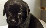 Meet the Patriotic Litter: Bell, Sam, Indy, and Freedom. Soon each of these chocolate Labrador puppies will be a companion for a wounded war veteran. The Patriotic Litter will be streaming live 24/7 from Warrior Canine Connection's headquarters, through every puppy nap and playtime tussle.