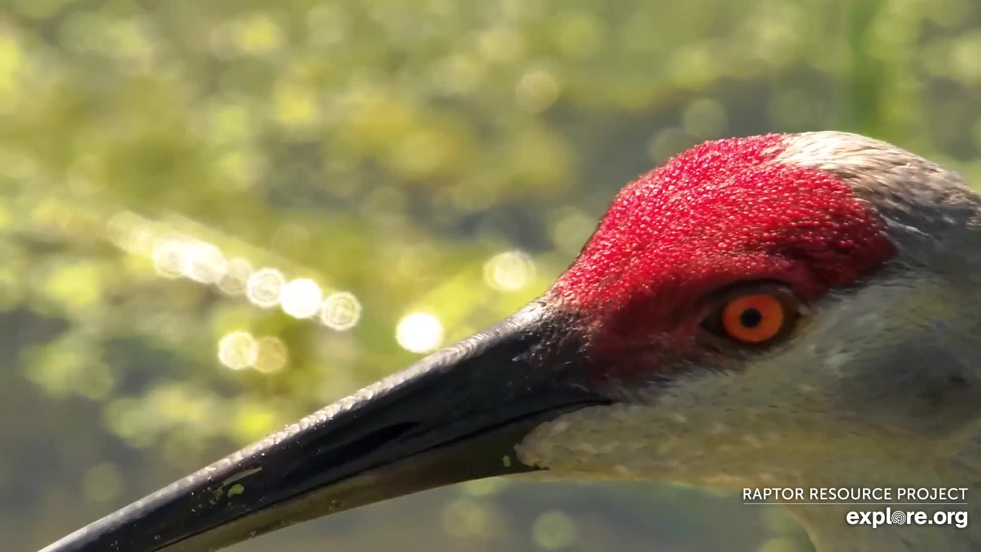 Mississippi River Flyway Cam Snapshot Taken By Camop Spish Explore Org