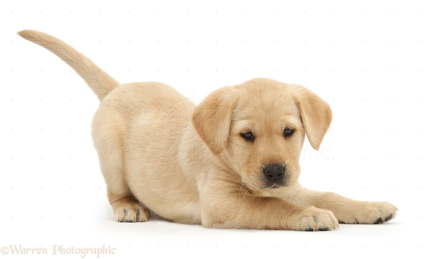 📸Our 4.5-Week-Old Chocolate \u0026 Yellow Labs Steal the Show, image size:1481x885