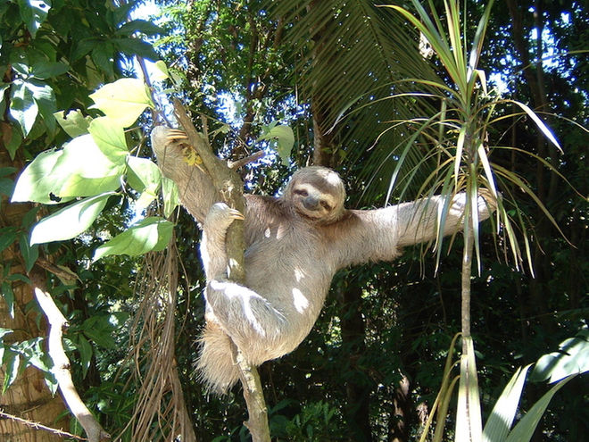 Three Toed Sloth 3 1 