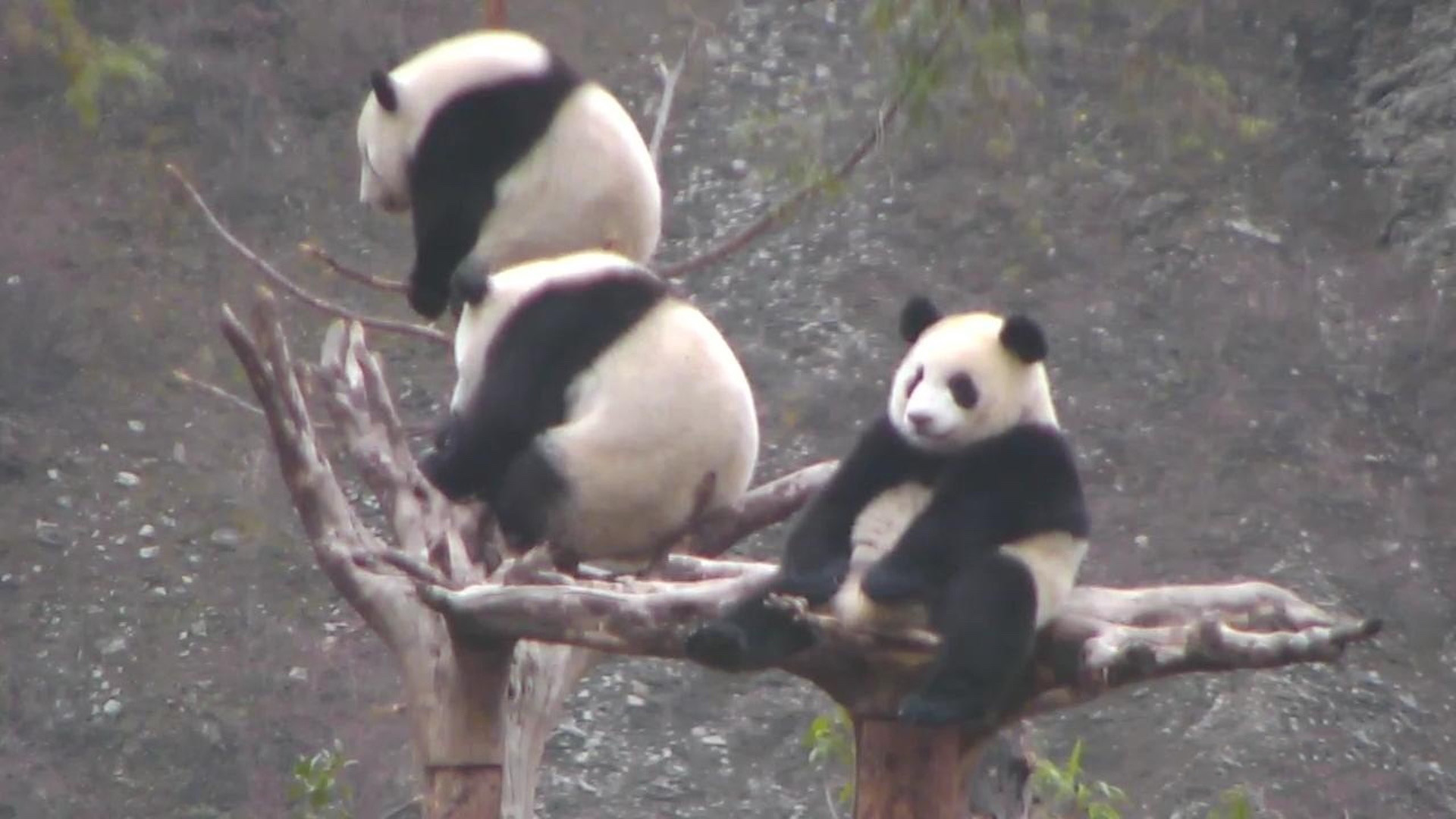 baby giant pandas eating bamboo