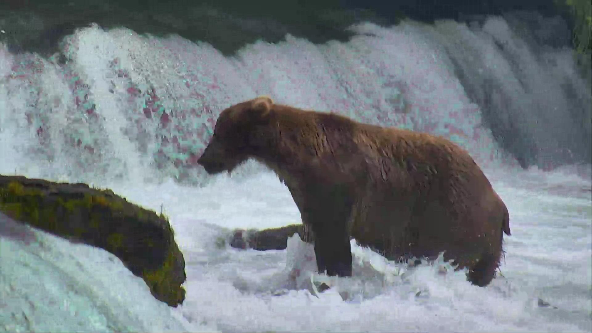 Brown Bear Cam - Brooks Falls in Katmai National Park