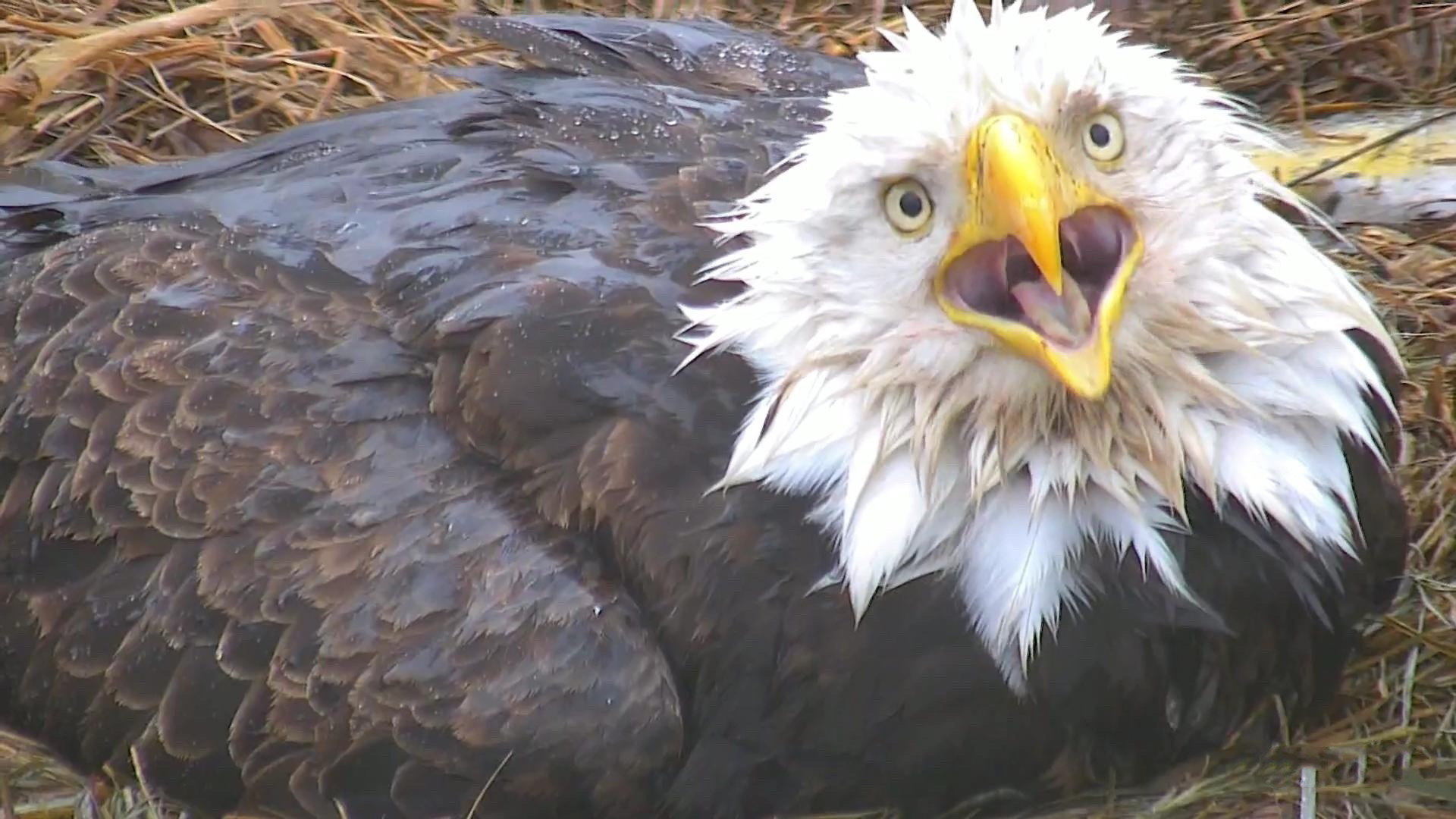 Bald Eagles Make Return To Minnesota Dnr Webcam