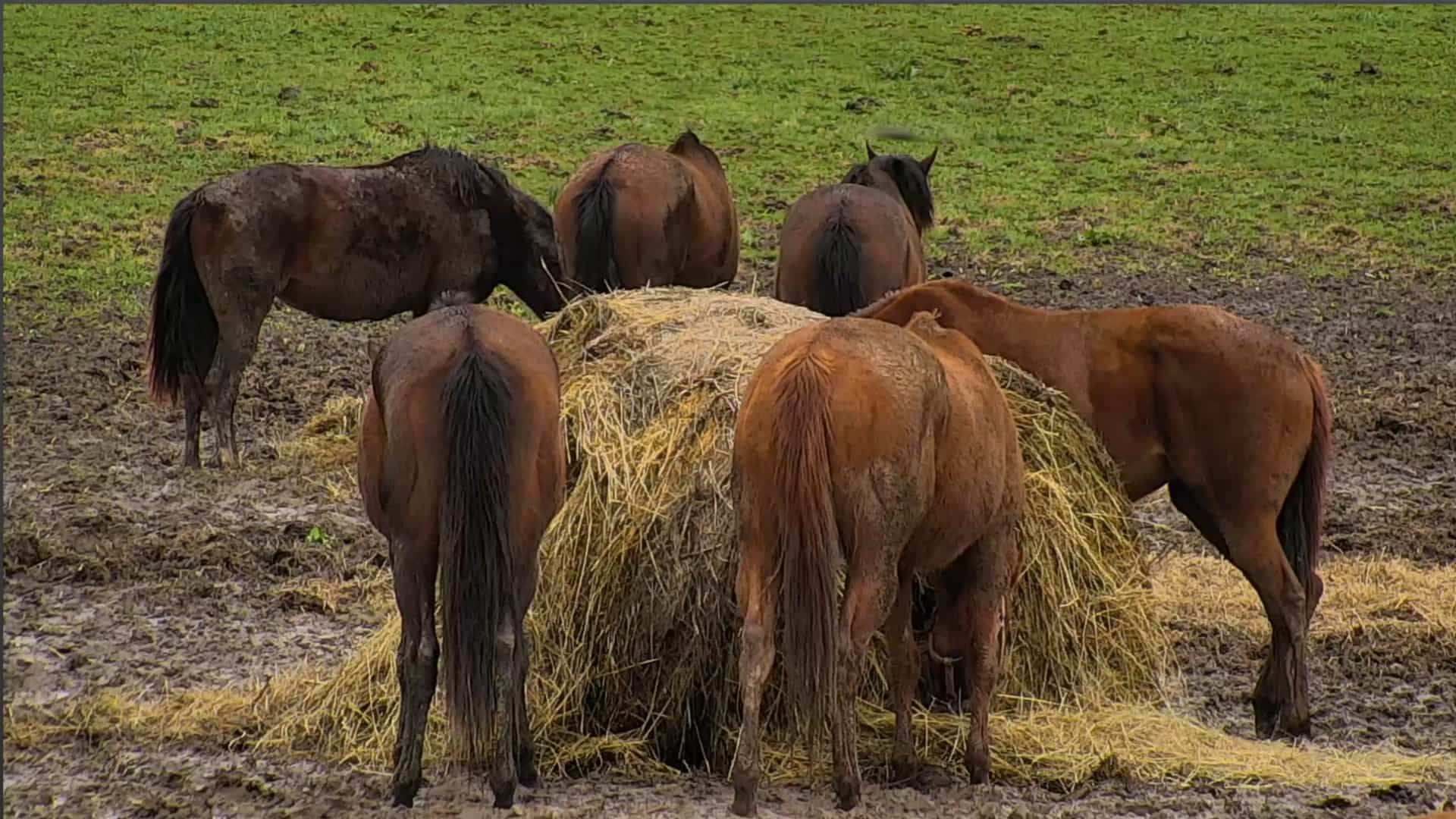 kentucky horses