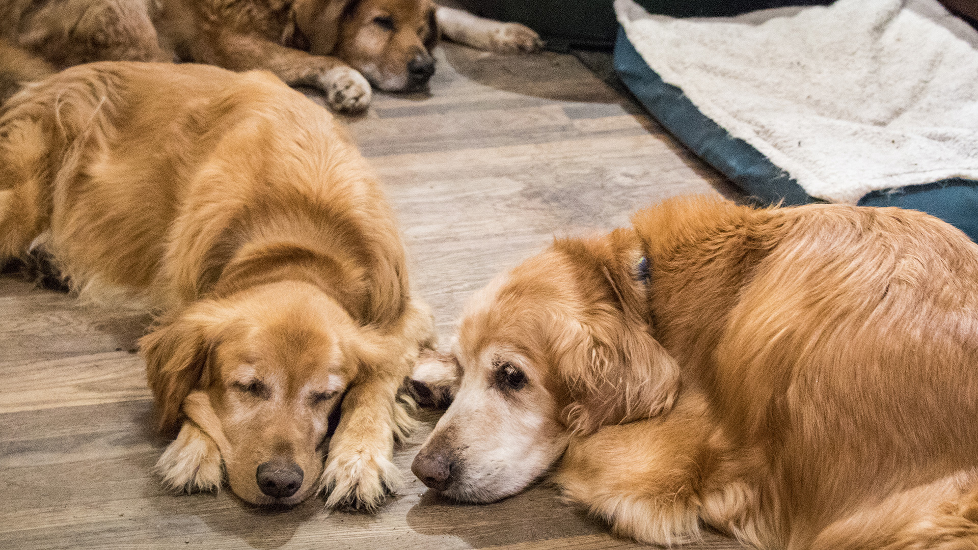 Old Friends Senior Dog Sanctuary Gathering Room Camera