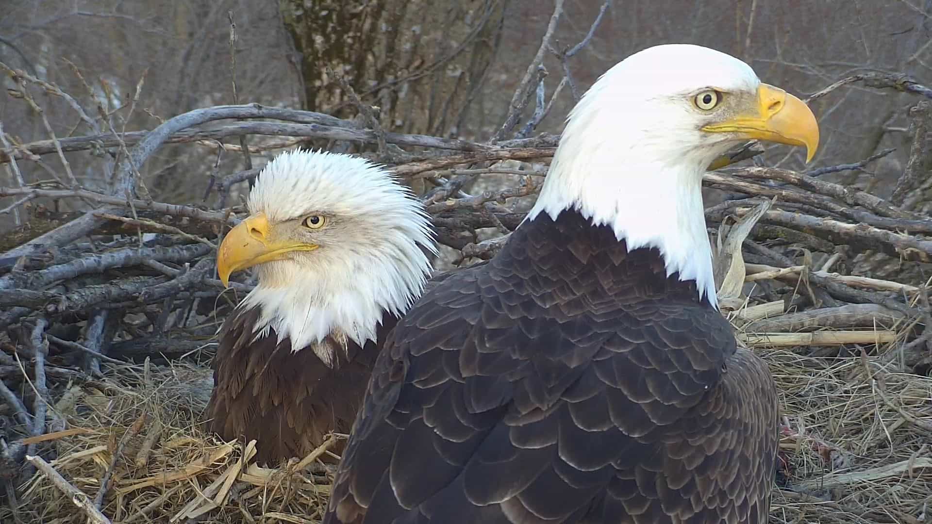 Decorah Eagles Cam - watch live footage of Bald Eagles 
