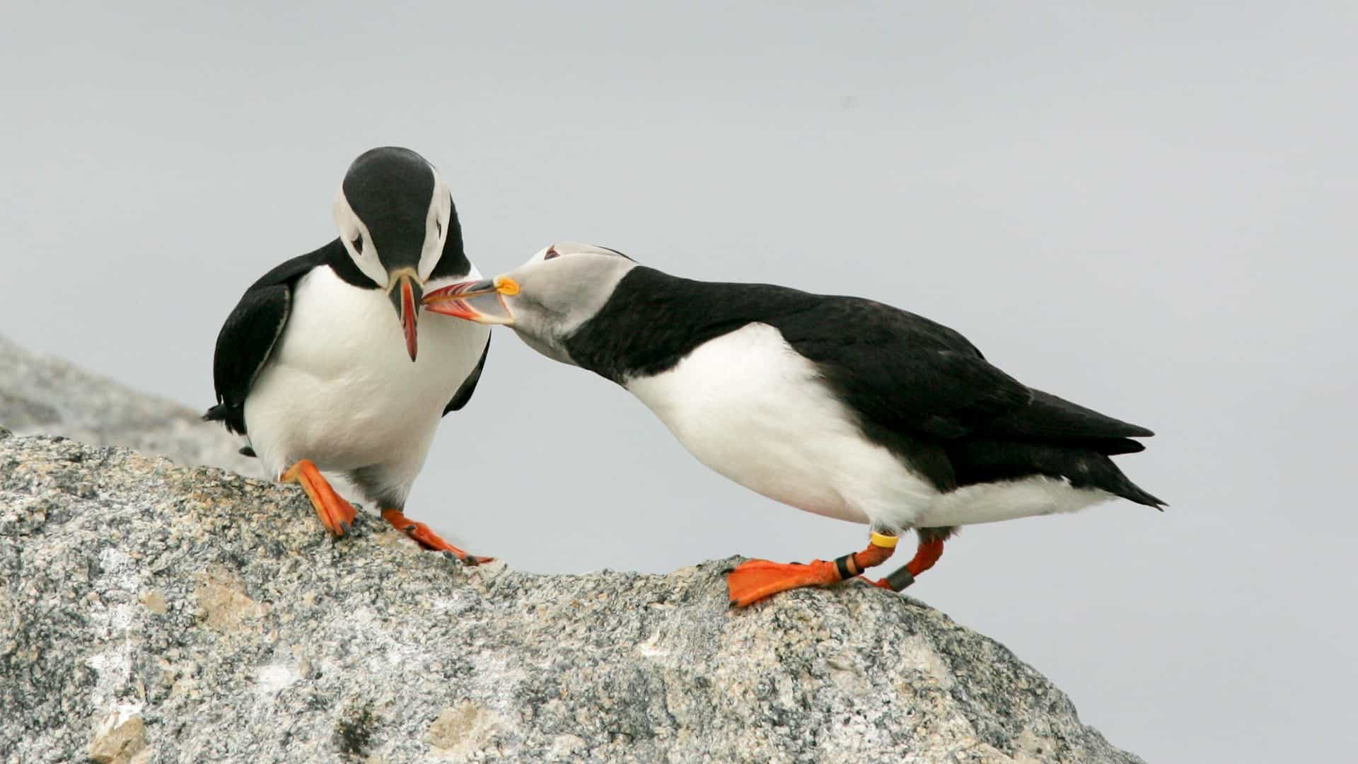 You can go observe the endearing Atlantic puffin, but time may be