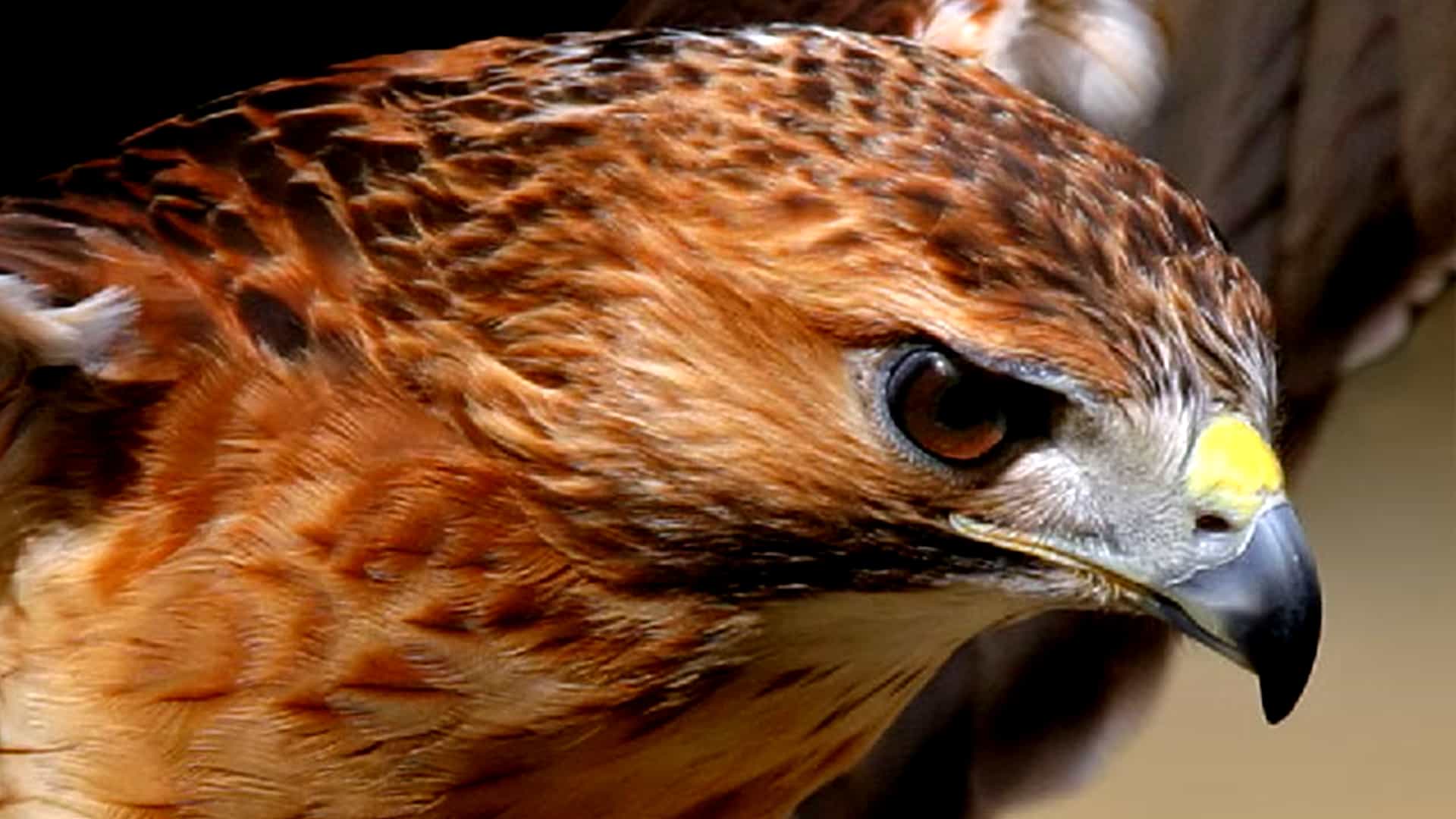 red tailed hawk cam