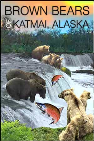 Brown Bears - Bears (U.S. National Park Service)