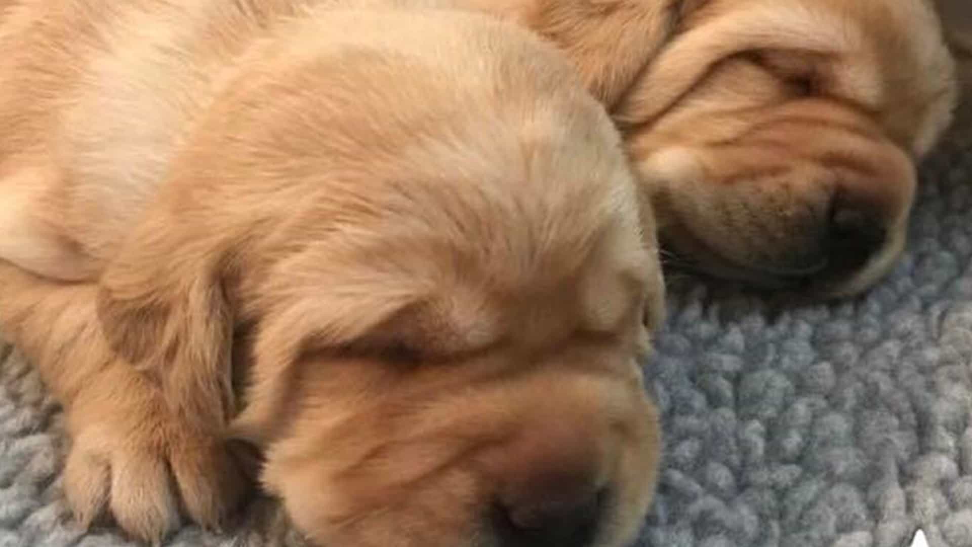 Get To Know the Warriors Puppies