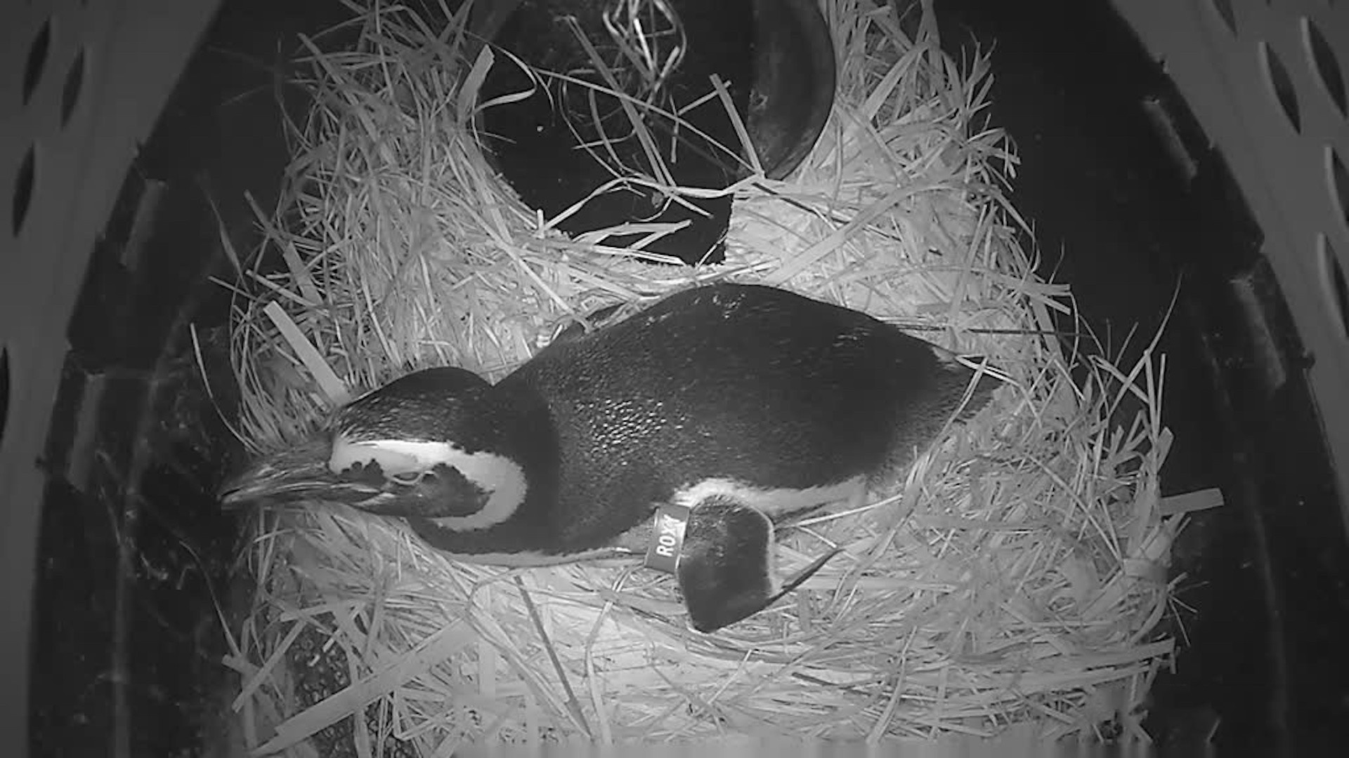 Penguin Nest Cam - live video of penguin chicks 