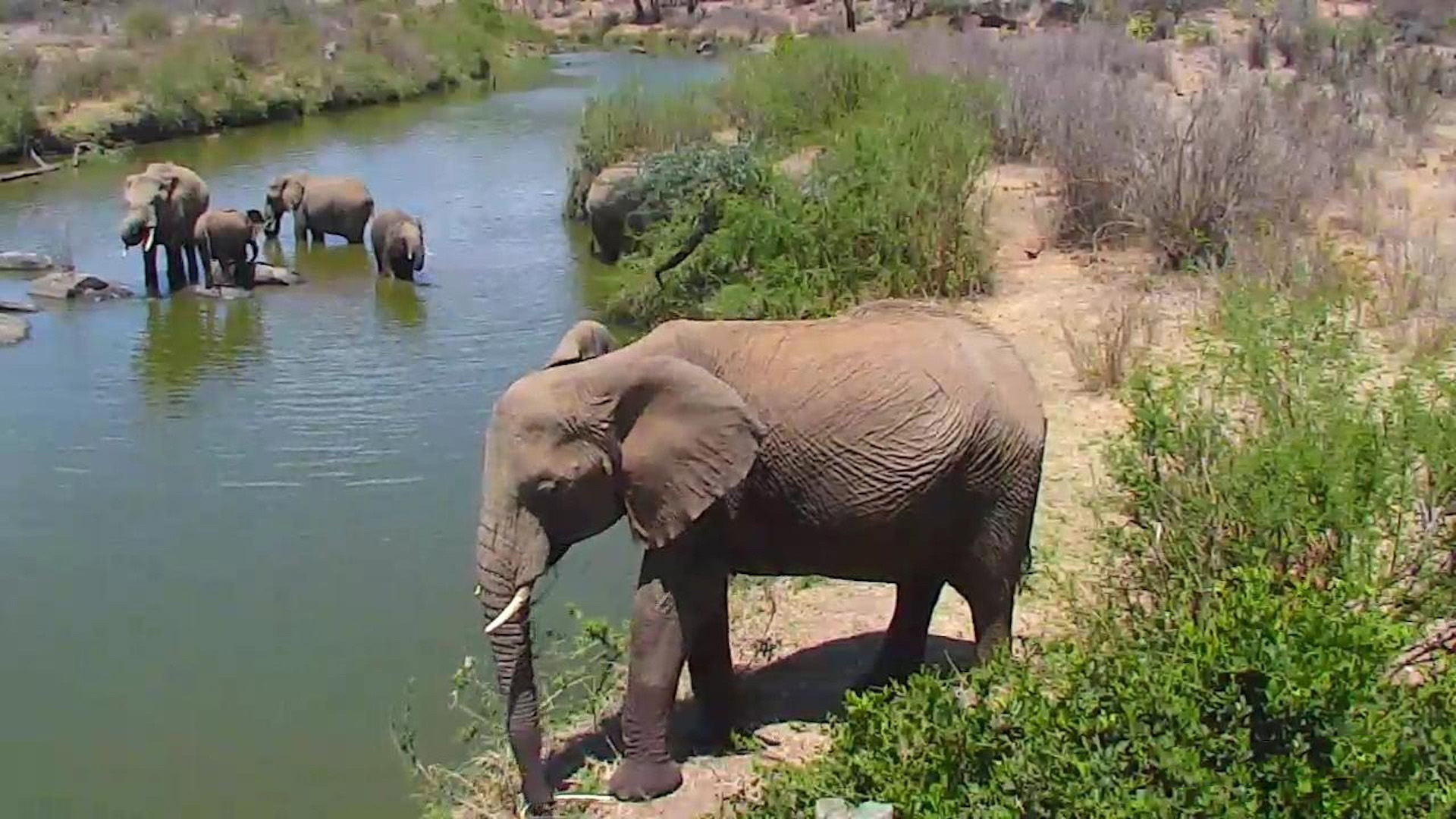 Live Camera In Africa Watch African Animals In Kenya