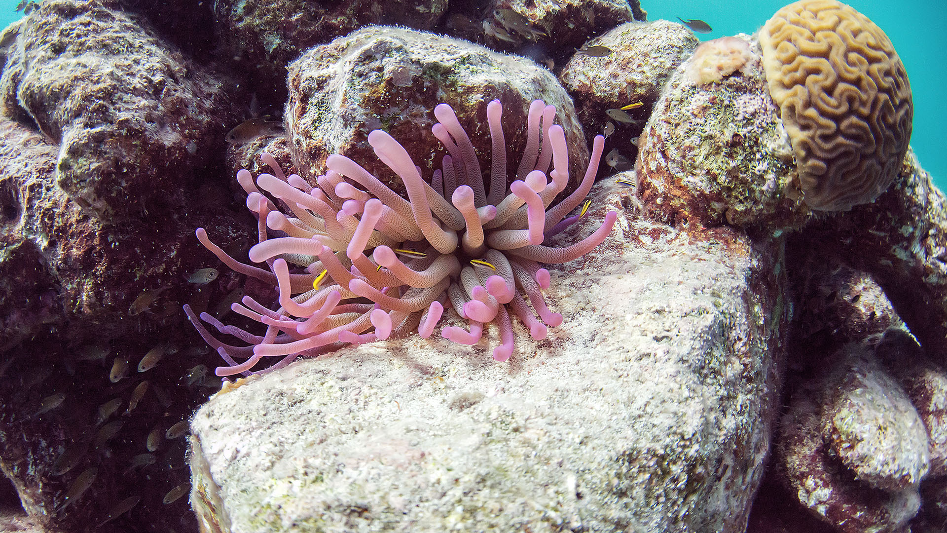 ocean underwater camera