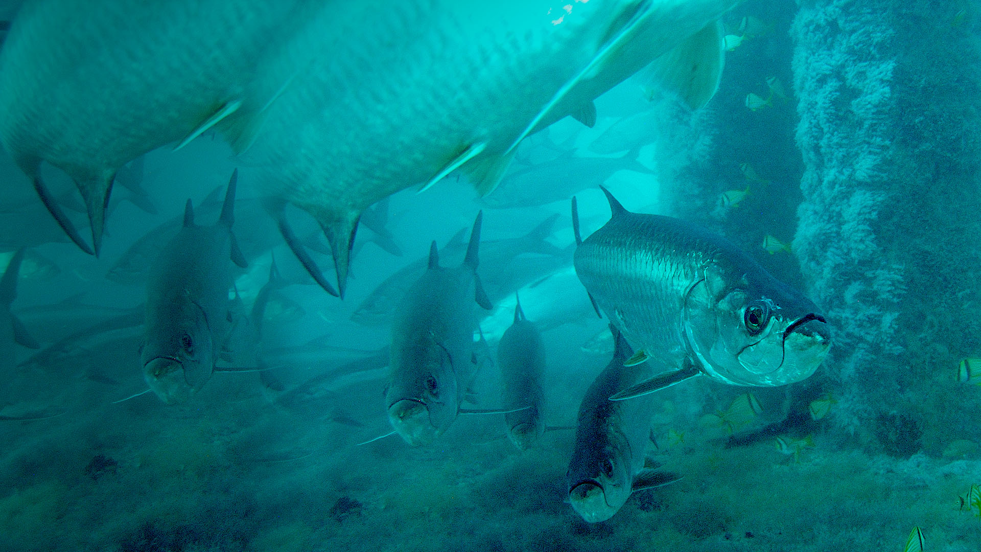 Deerfield beach underwater camera