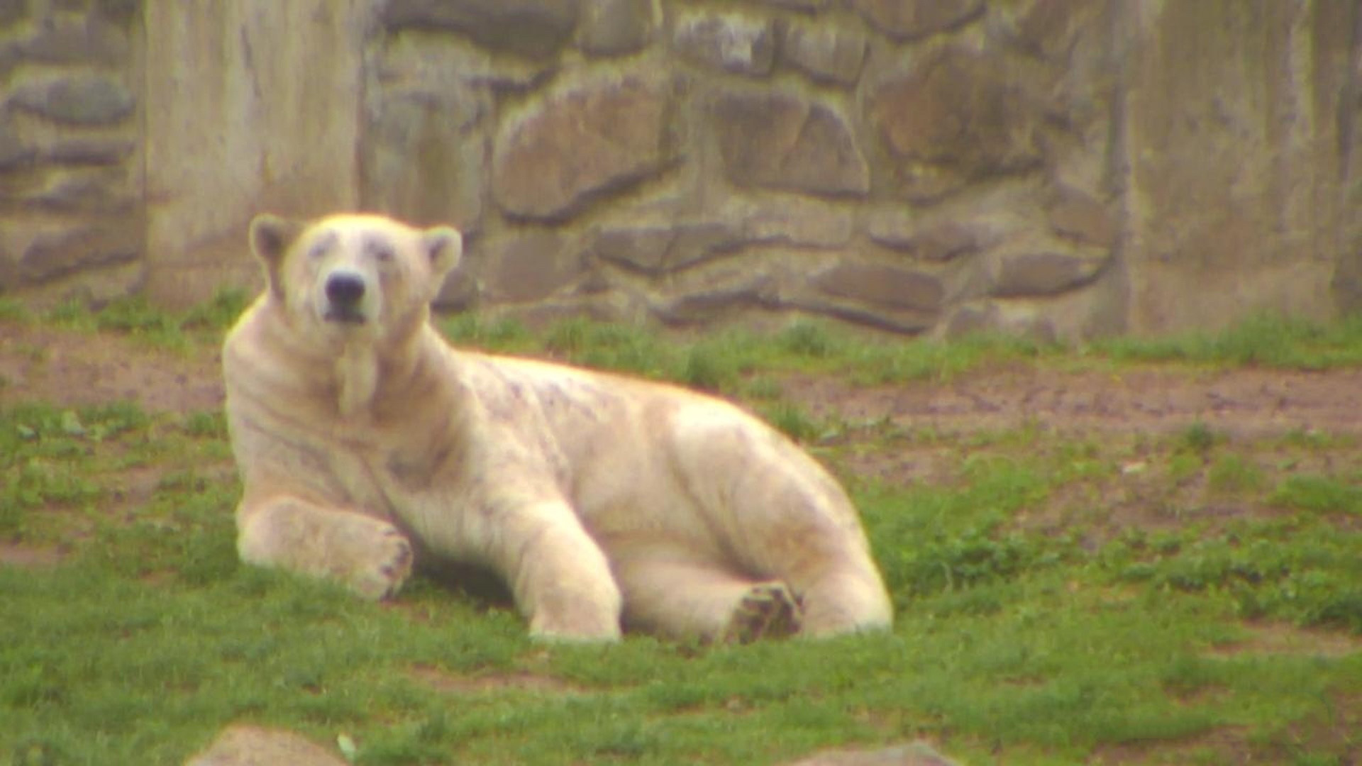 Polar Bear Cubs Camera - Live Zoo Cam | Explore.org