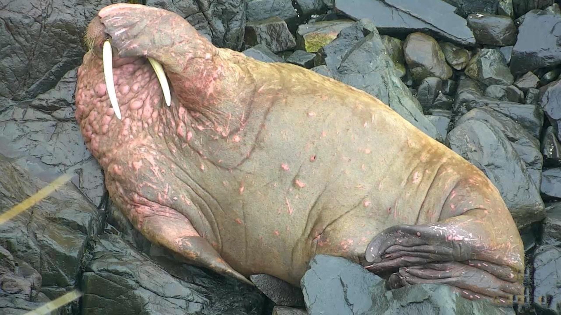 Walrus Cam - Live Video of Walruses on Round Island, Alaska 