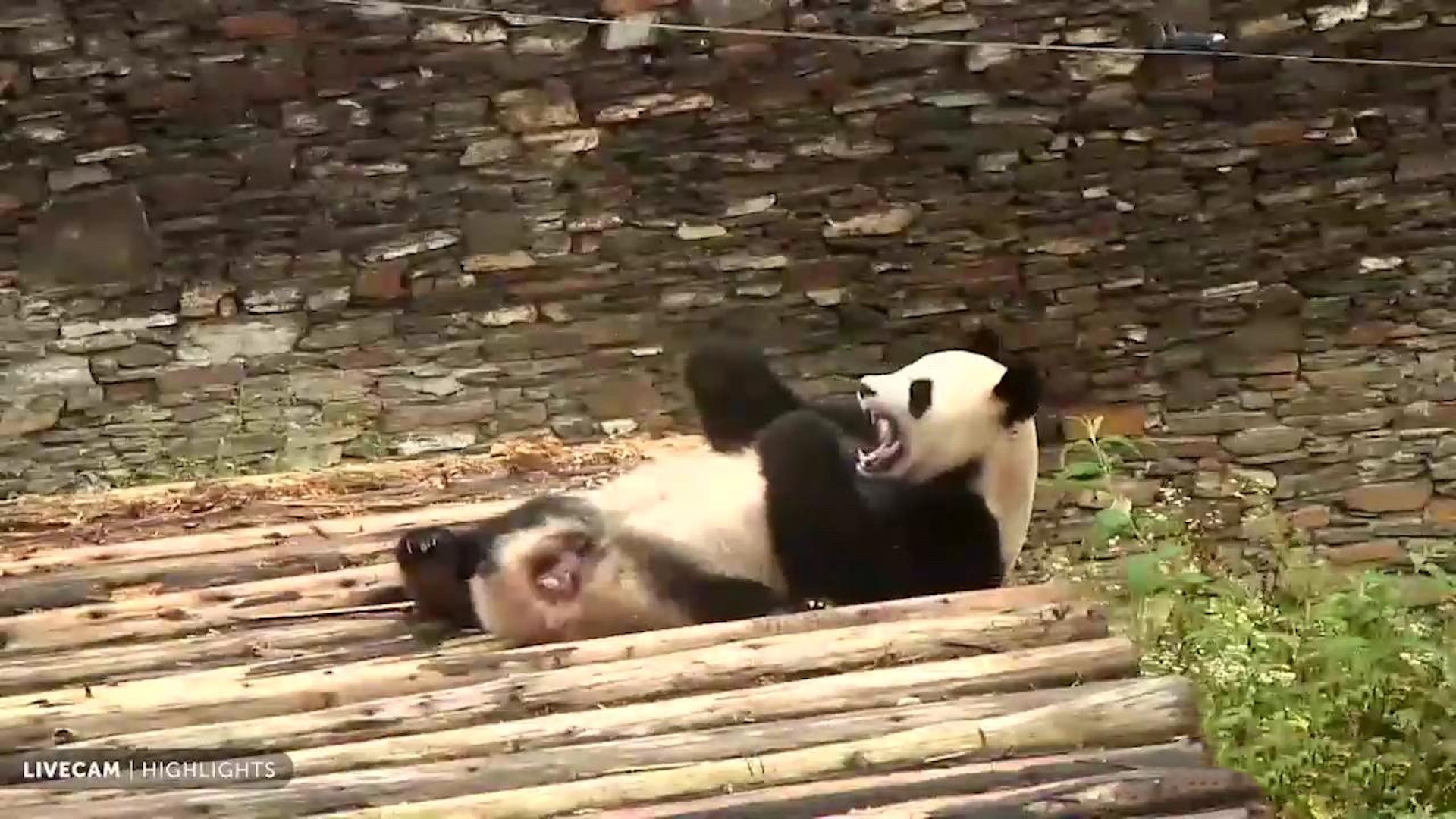 Giant Panda Cam - live stream from China 