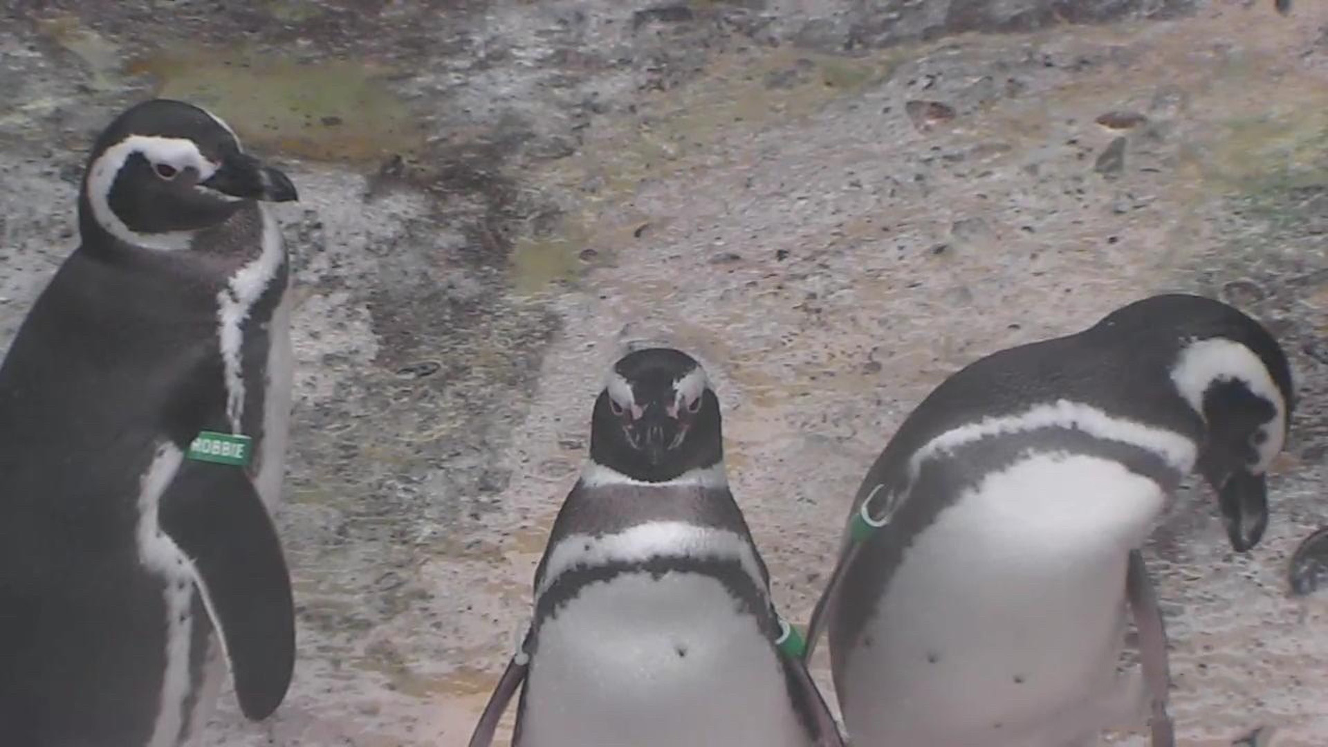 Live Penguin Camera - penguin beach | Explore.org