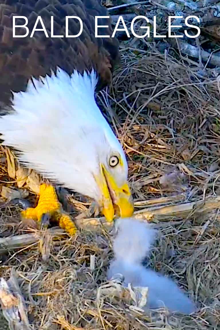 Raptor Resource Project: Bald Eagle and Bird of Prey Cams