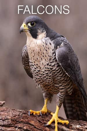 Peregrine Falcon Cam Live Video From Great Spirit Bluffs