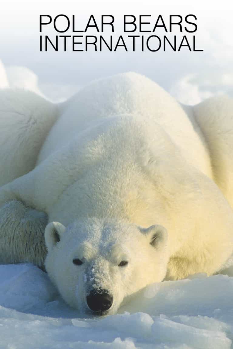 Polar Bears International