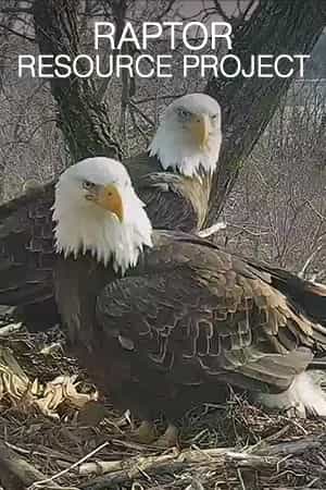 Decorah Eagles Cam watch live footage of Bald Eagles Explore