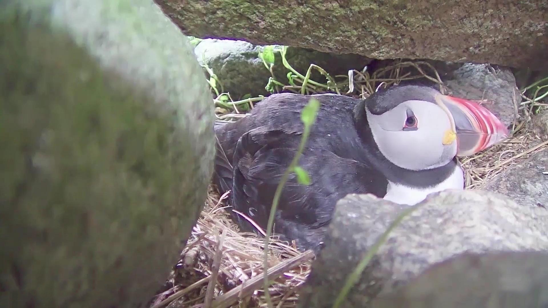Puffin Webcam Links News Infos Island Forum Das Forum F r Puffin Webcam Links News Infos Island Forum Das Forum F r