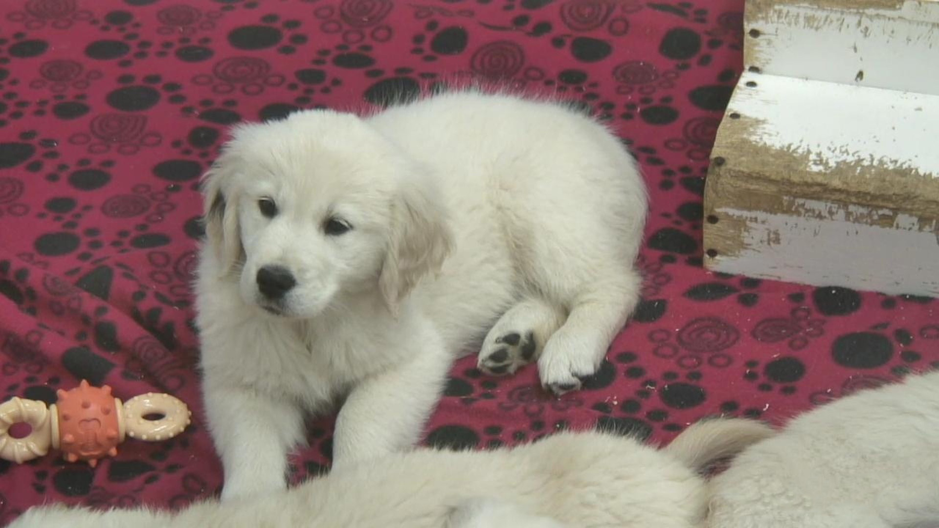 Puppy Cam - live video of puppies | Explore.org