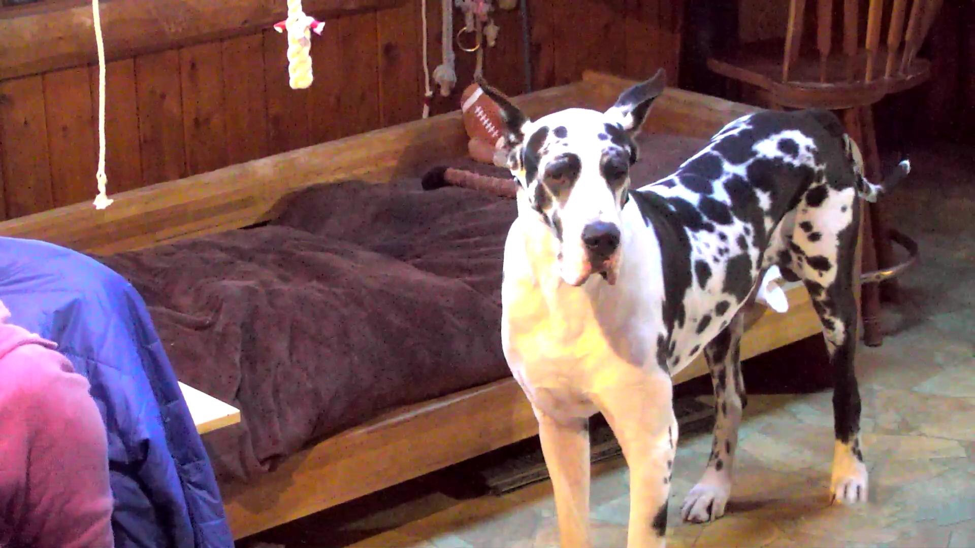 Service Dog Project - great danes 